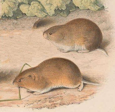 Image of Microtus subgen. Stenocranius Kastschenko 1901