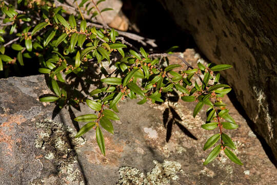 Image of Oregon boxleaf