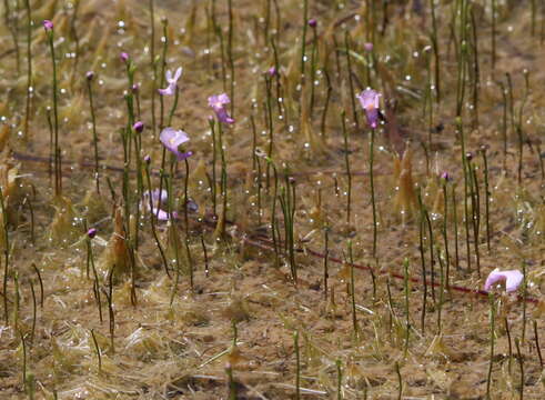 Image of lavender bladderwort