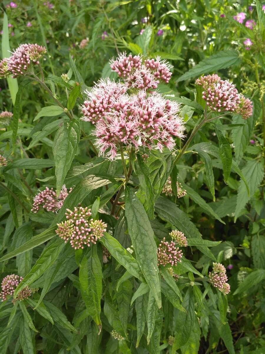 Image of hemp agrimony