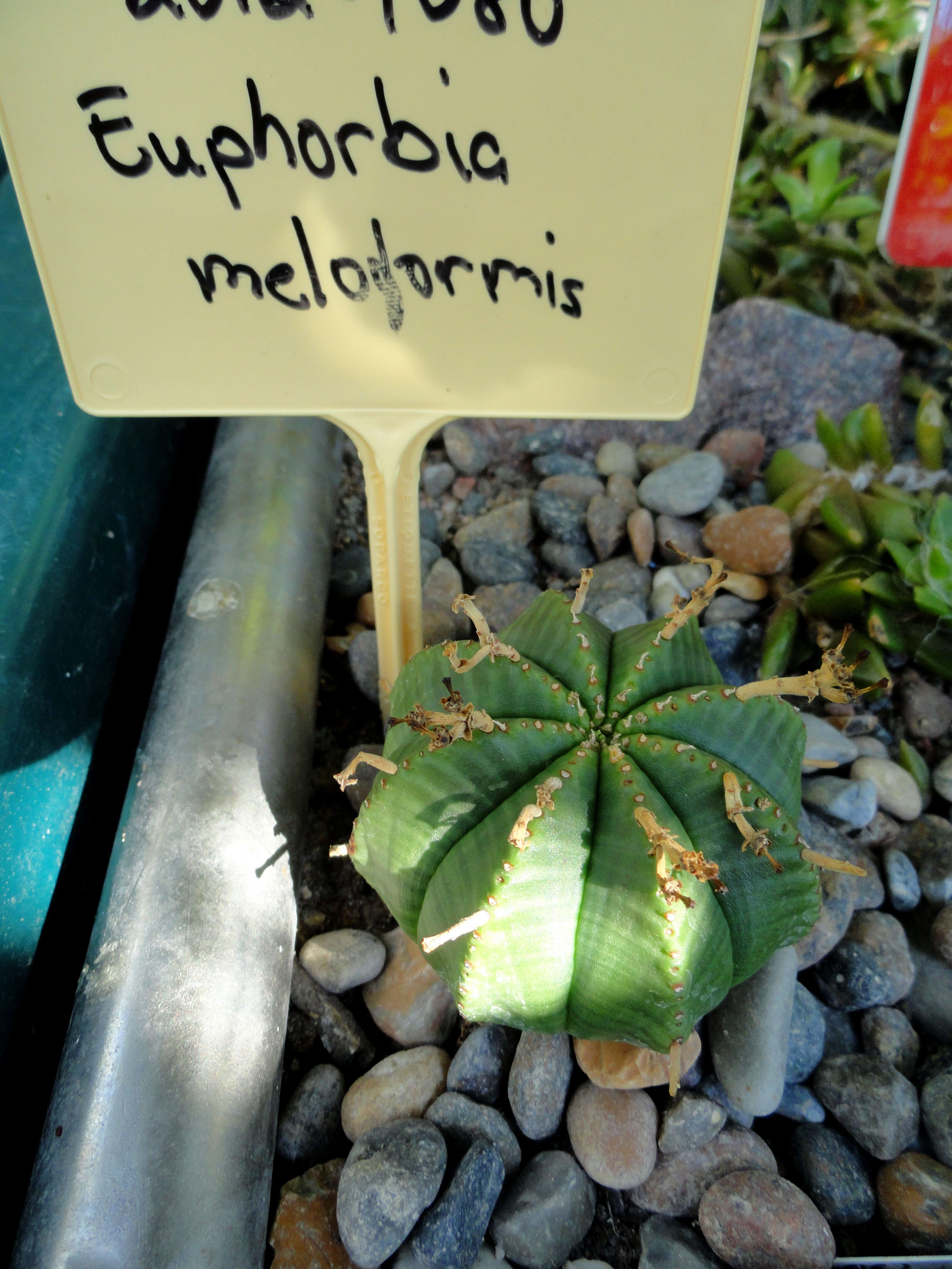 Слика од Euphorbia meloformis Aiton