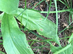 Image of mountain arnica