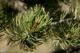 Image of Colorado Pinyon