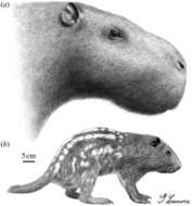 Image de Dinomyidae