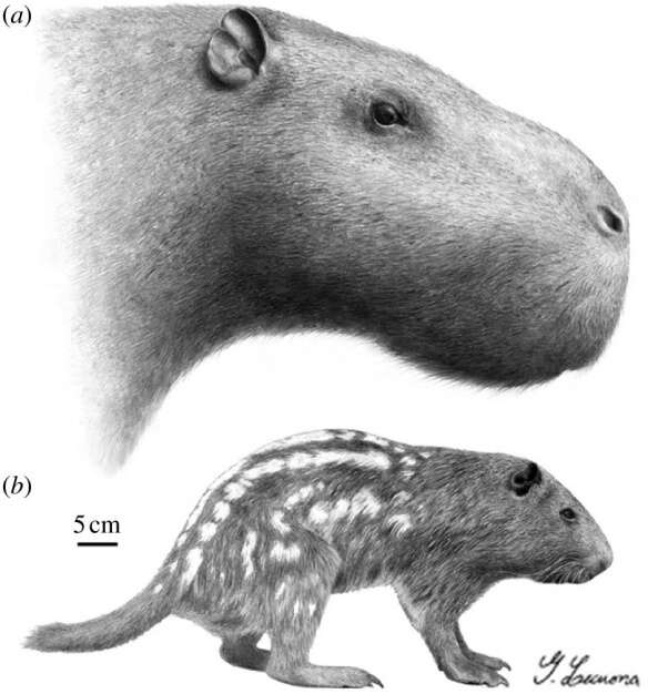 Image de Dinomyidae