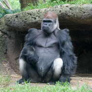 Image of Lowland Gorilla