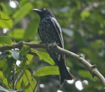 Image of Crow-biled Drongo