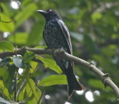 Image of Crow-biled Drongo