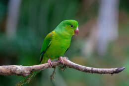 Image of Plain Parakeet