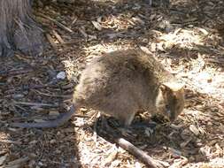 Image of Quokkas