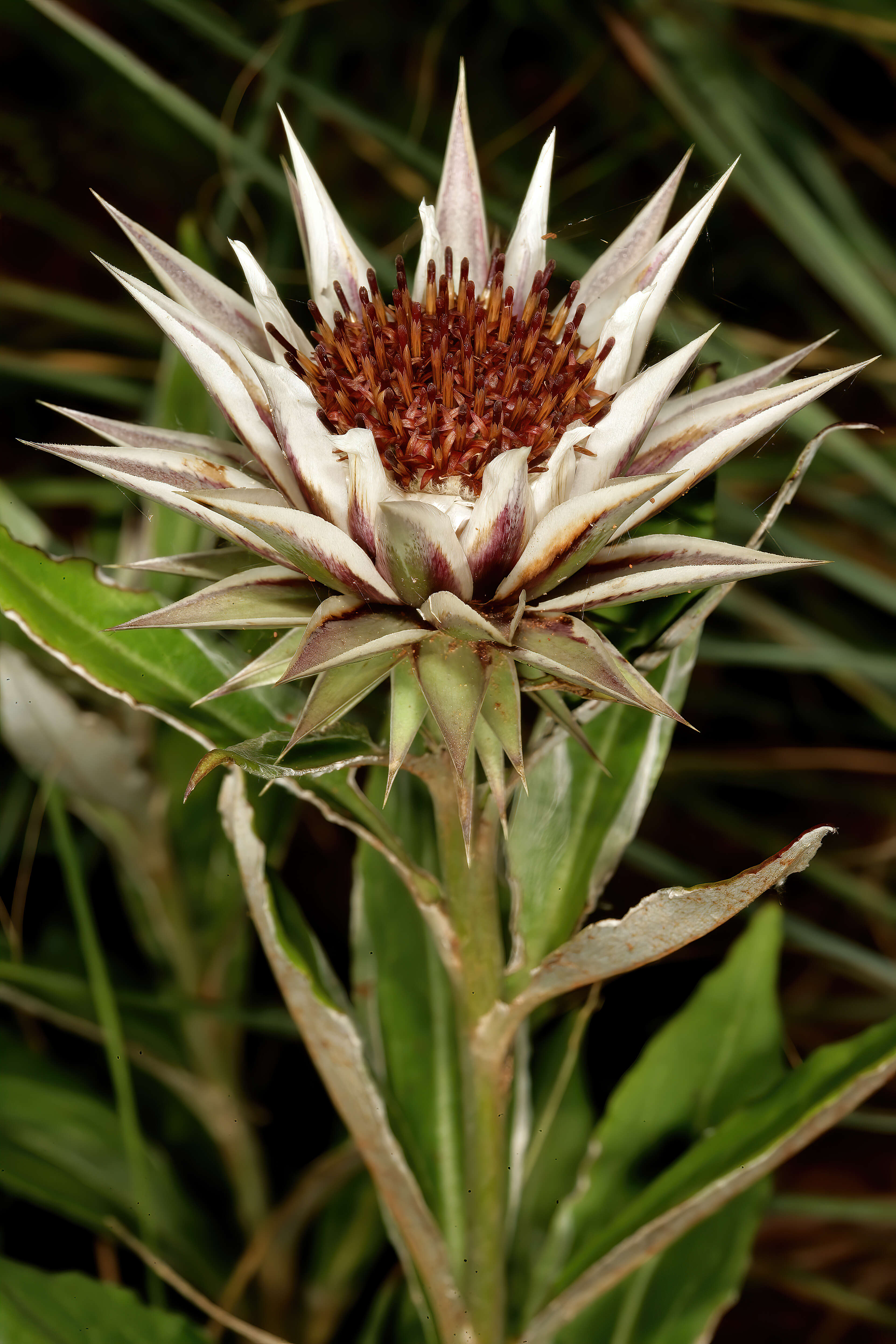 Image of Macledium zeyheri (Sond.) S. Ortiz