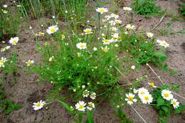 Image of corn chamomile