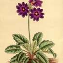 Слика од Primula chasmophila I. B. Balf. ex Hutchinson