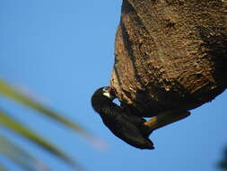Image of Narcondam Hornbill