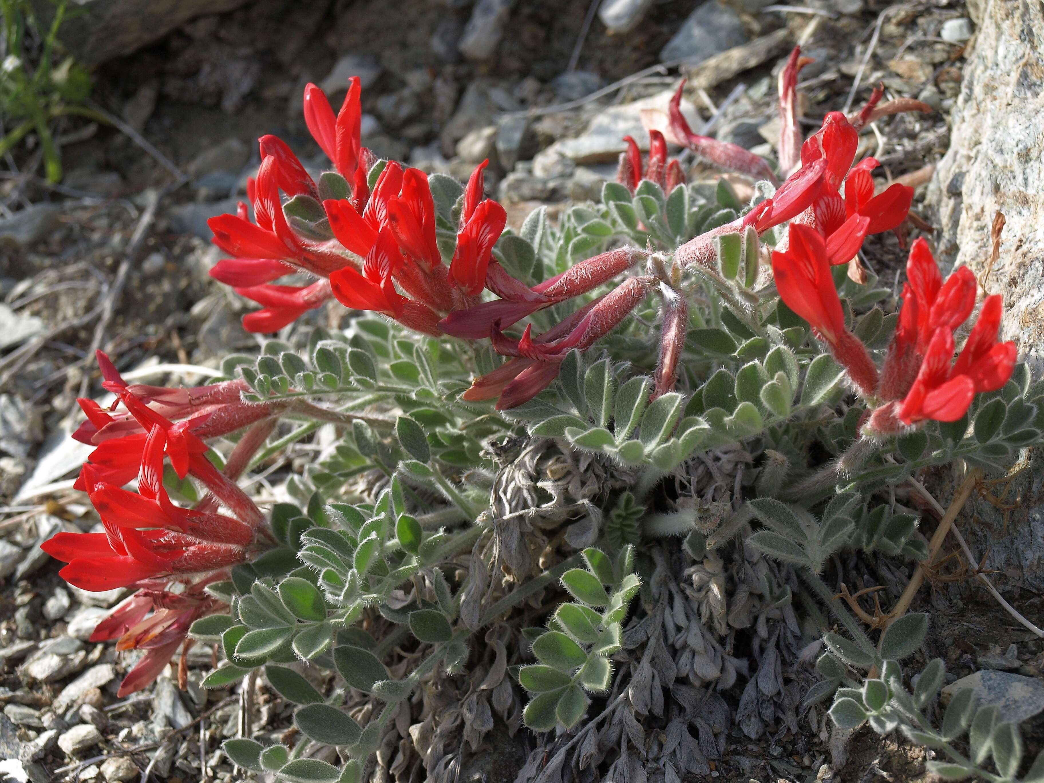 Image of scarlet milkvetch