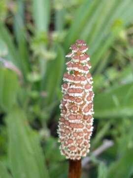 Image of field horsetail