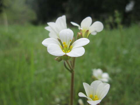 Image of Meadow Saxifrage