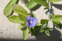 Image of Brazilian dwarf morning-glory