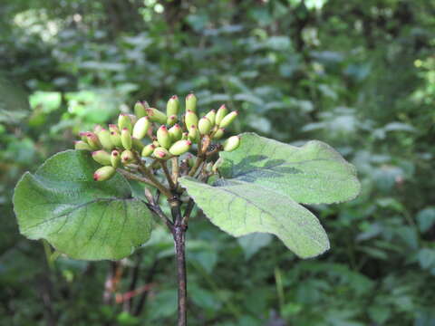 Image de Viburnum cotinifolium D. Don