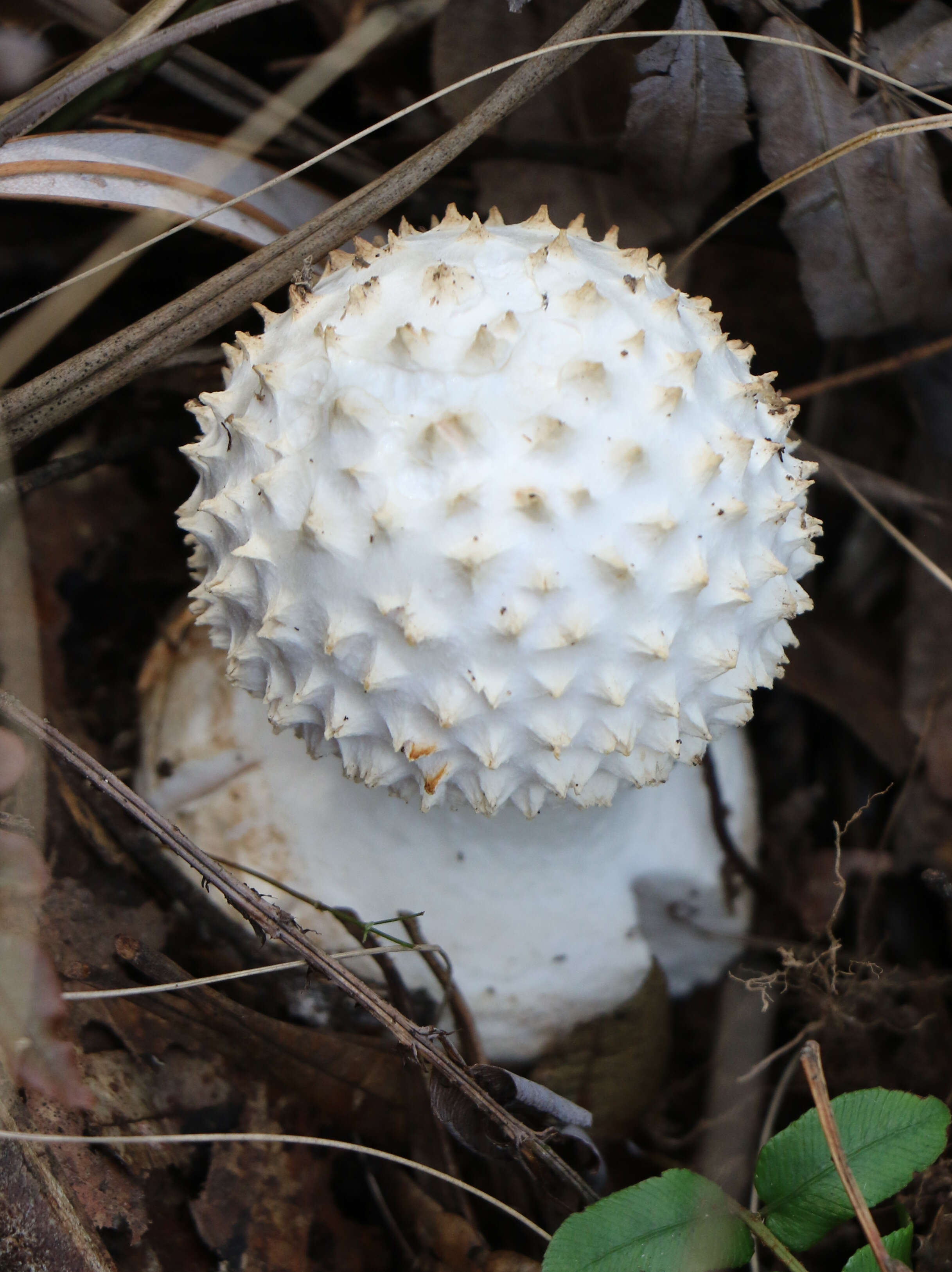 Image of Amanita pyramidifera D. A. Reid 1978