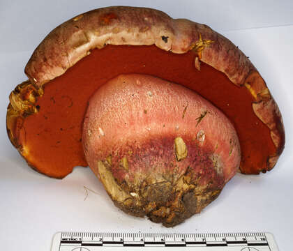 Image of Rubroboletus legaliae (Pilát & Dermek) Della Maggiora & Trassin. 2015