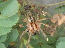 Image of Agelena labyrinthica (Clerck 1757)