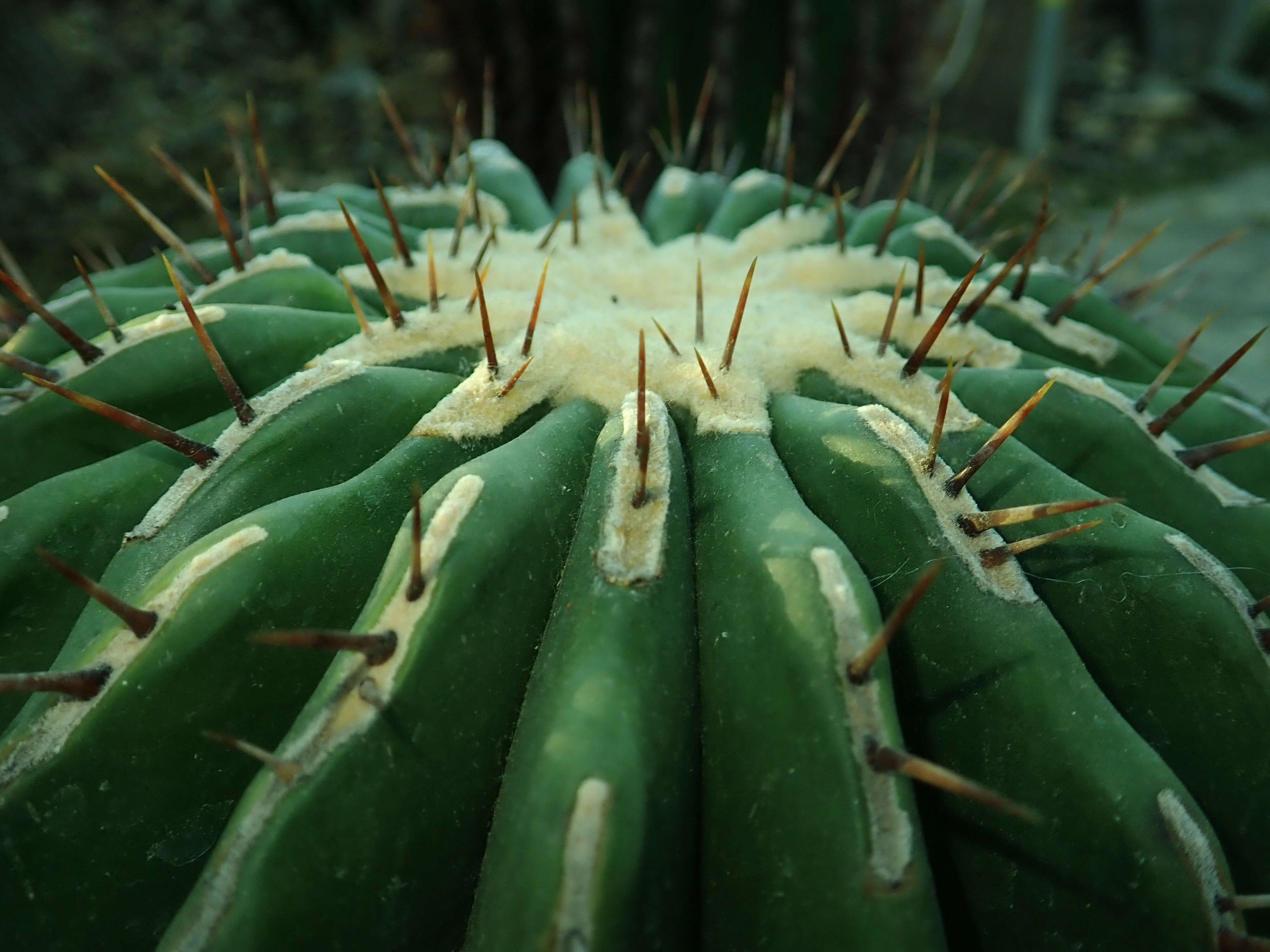 Image of Cactus