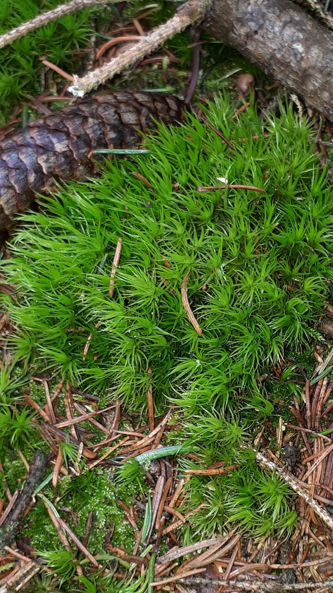 Image of Broom Moss