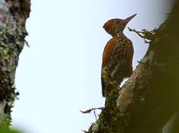 صورة Chrysocolaptes lucidus (Scopoli 1786)