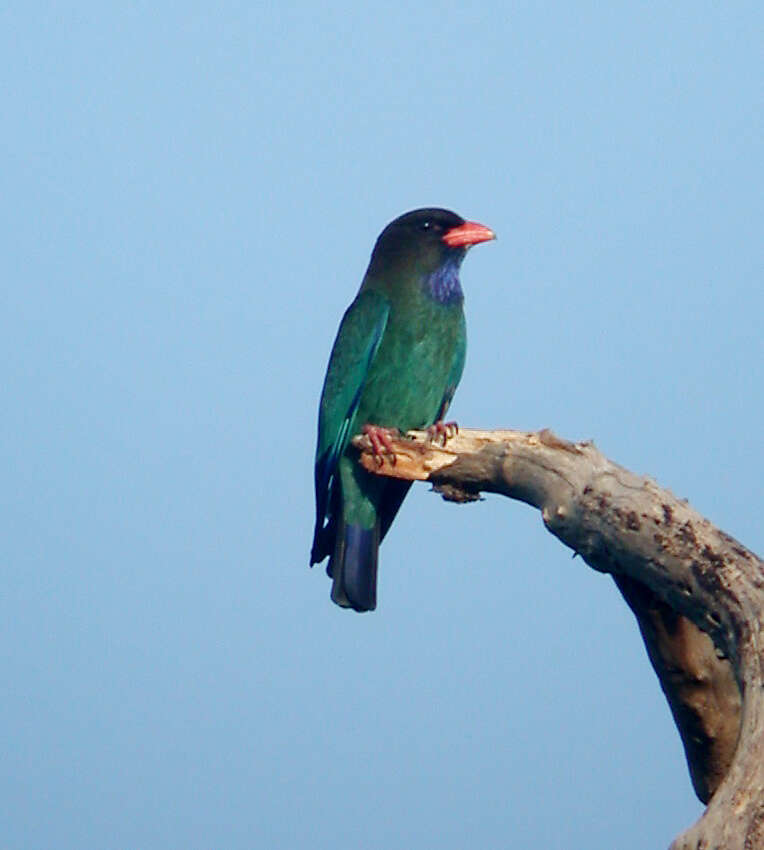 Image of Dollarbird