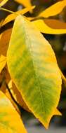 Image of shagbark hickory