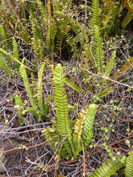 Nephrolepis cordifolia (L.) C. Presl resmi