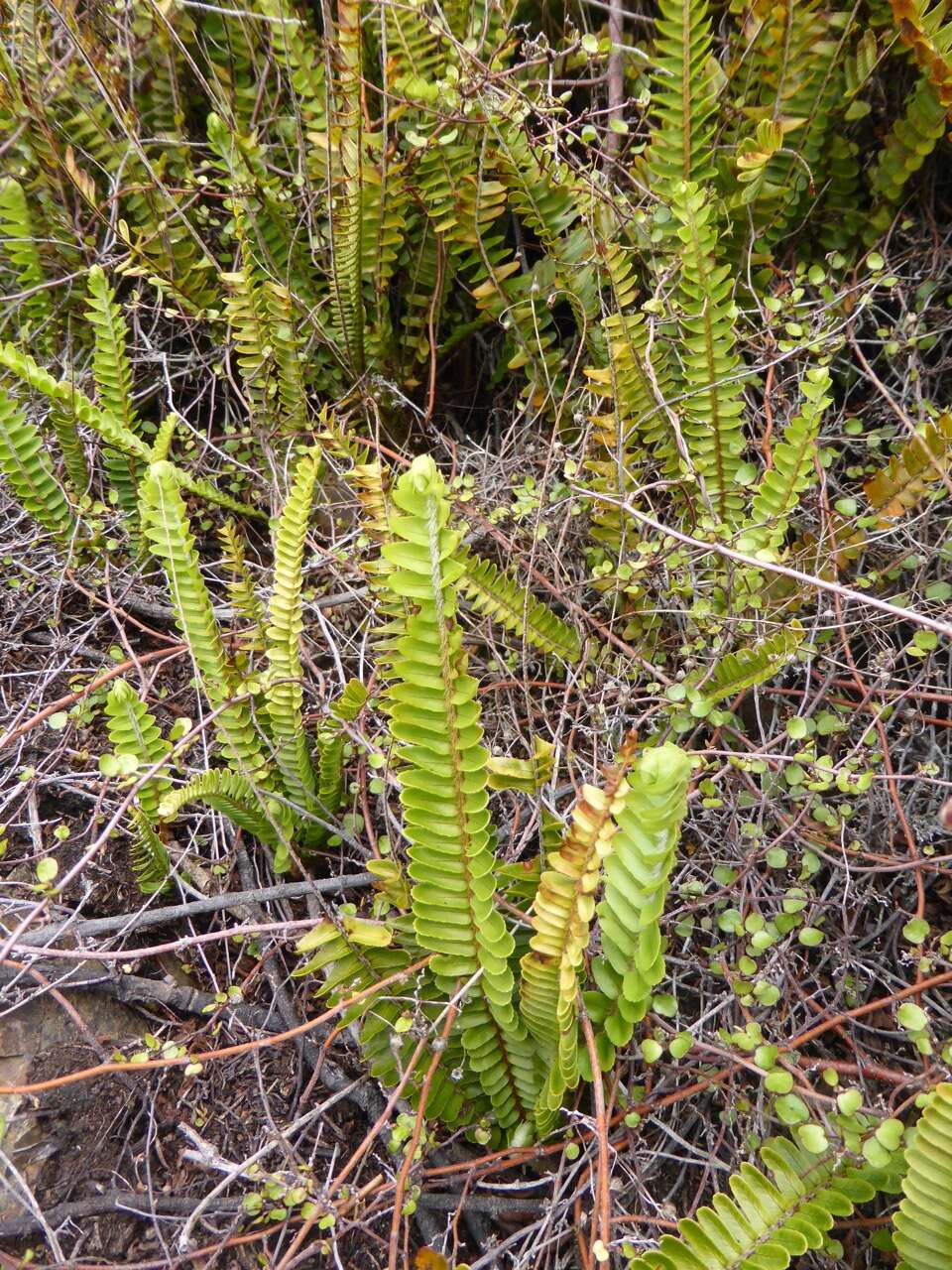 Image of narrow swordfern