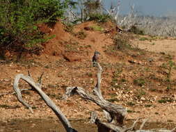 Imagem de Coracias benghalensis (Linnaeus 1758)