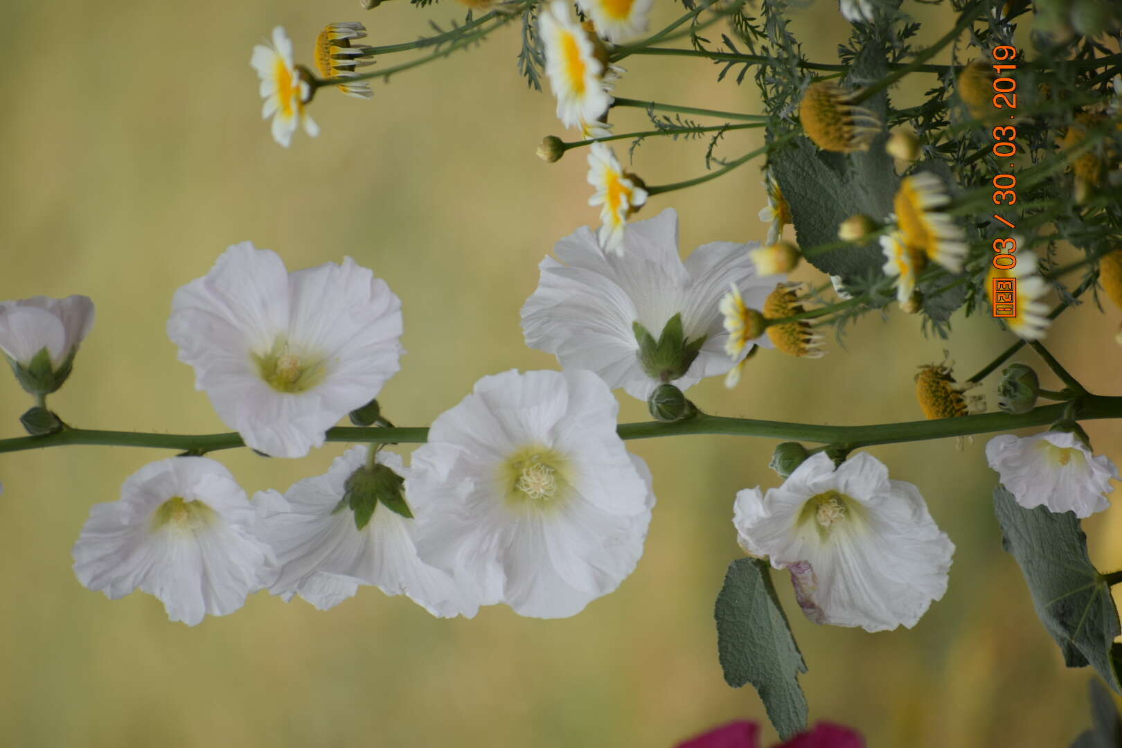 Image of hollyhock