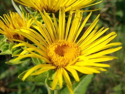 Image of Elecampane