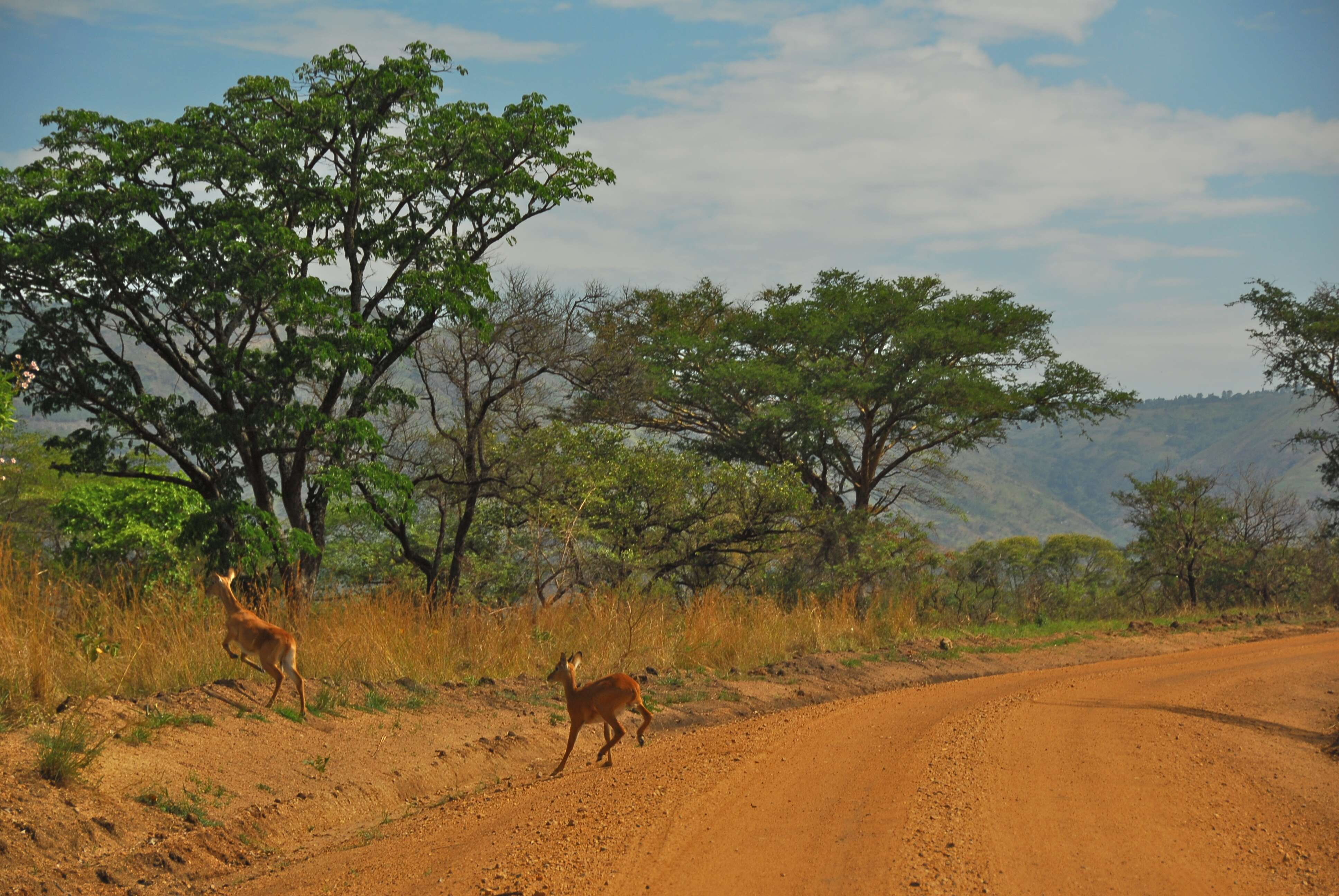 Image of Uganda Kob