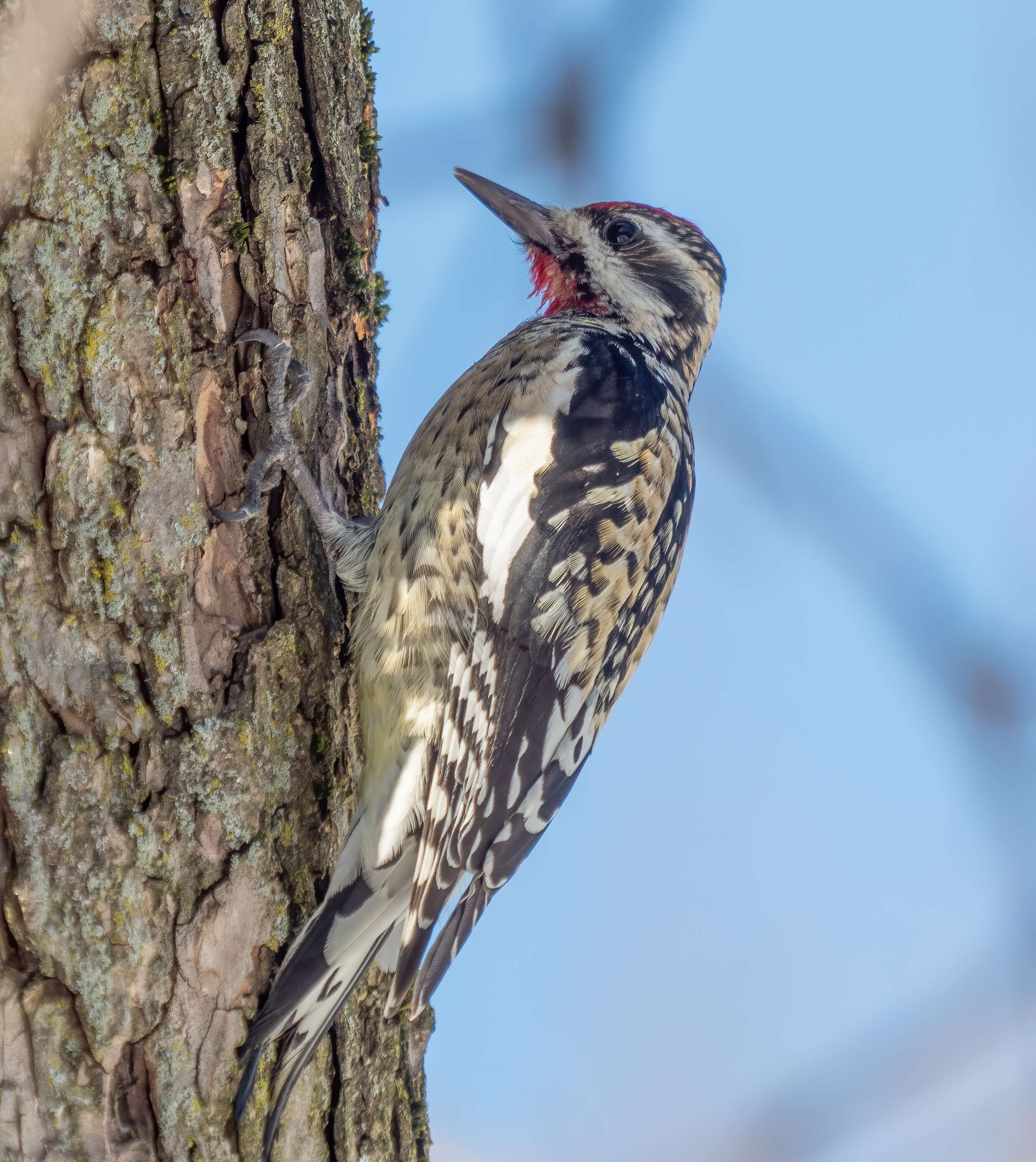 Image of Sapsucker