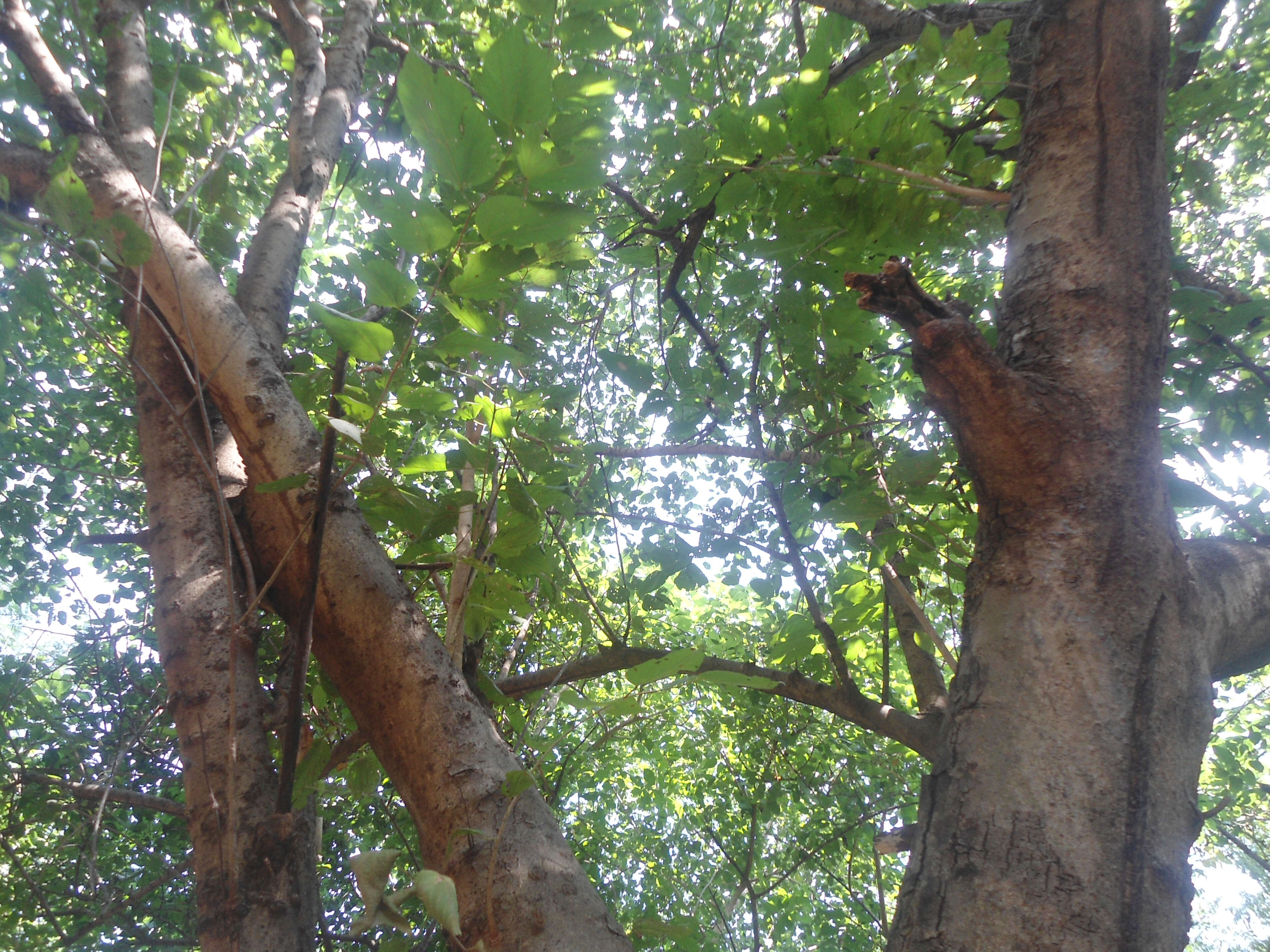 Sivun Grewia tiliifolia Vahl kuva