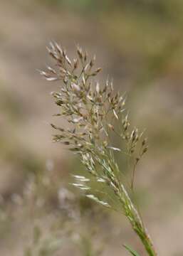 Image of silver hairgrass