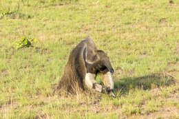 Image of Giant anteaters