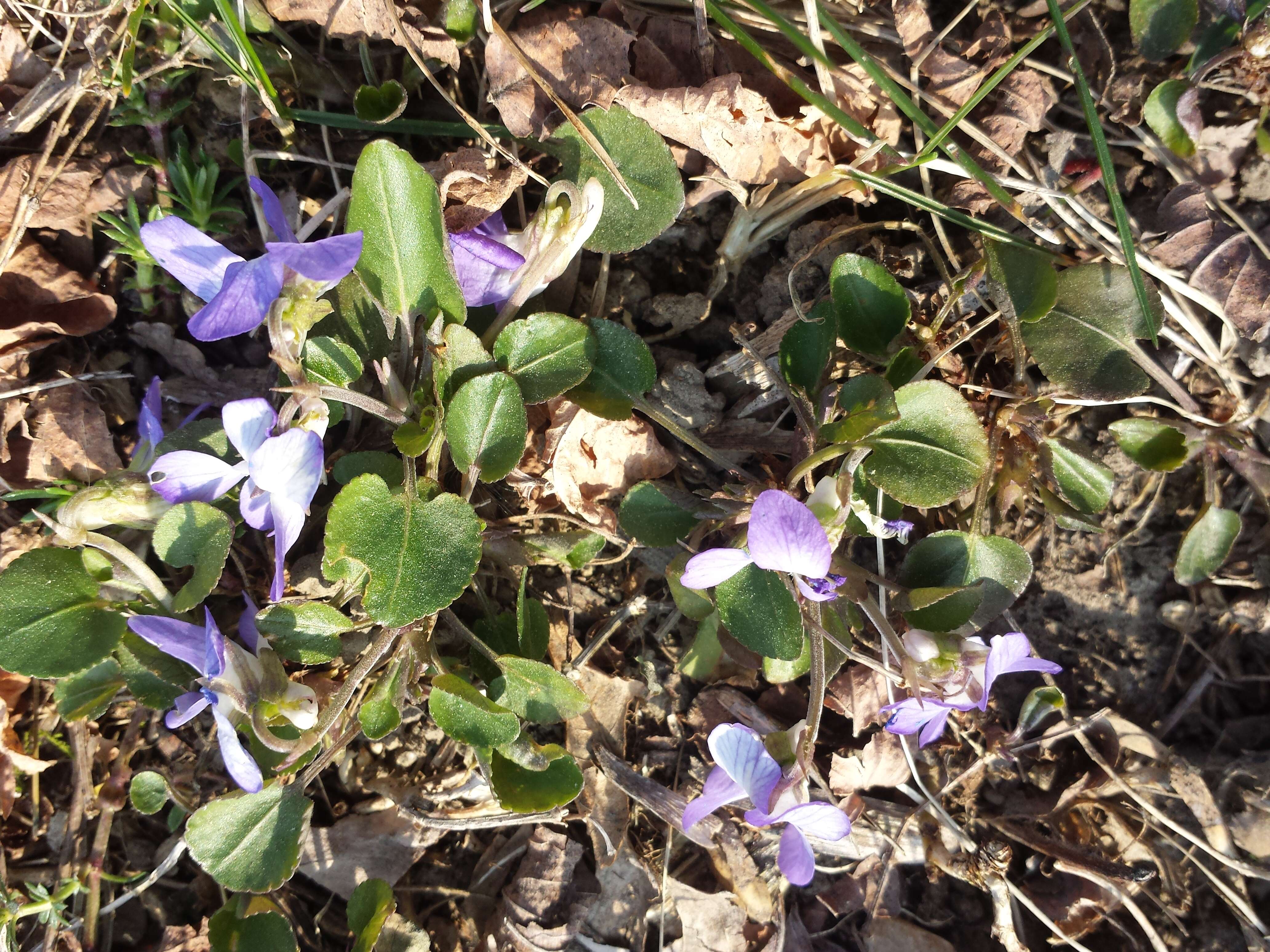 Image of teesdale violet