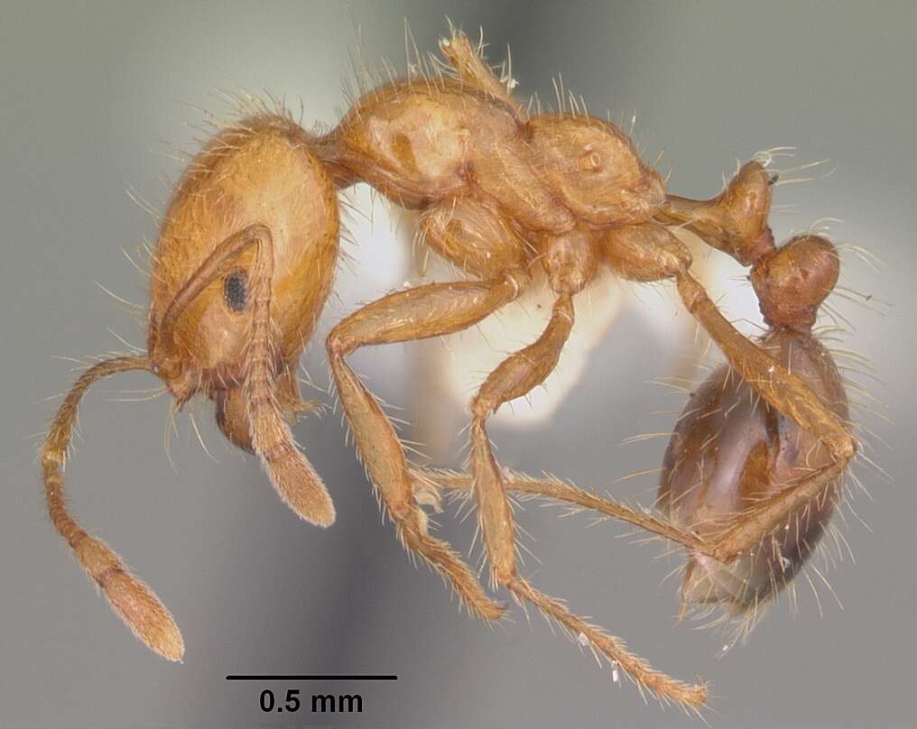 Solenopsis geminata (Fabricius 1804) resmi