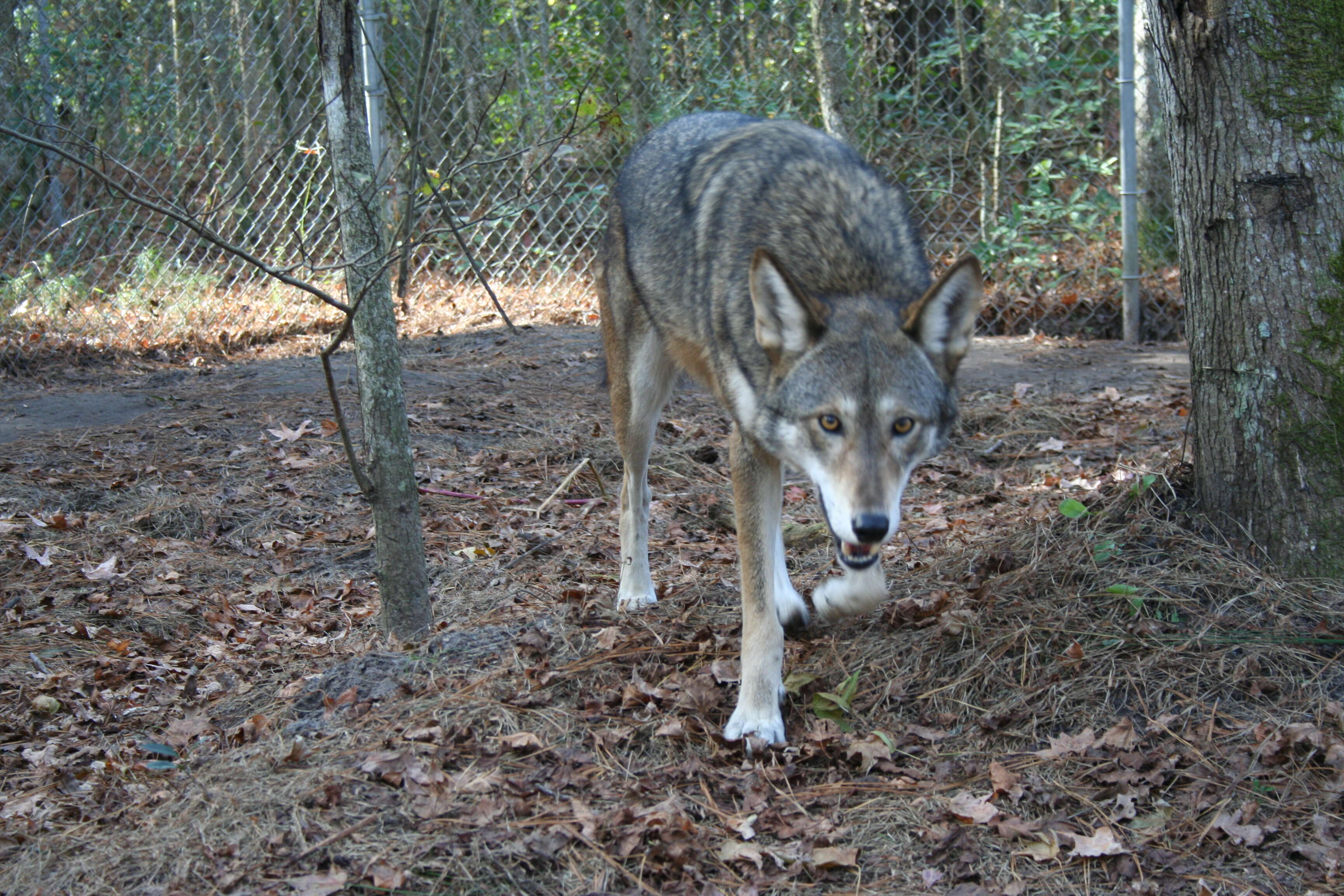 Image of Red wolf