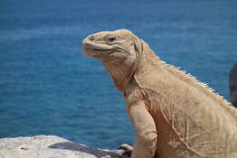 Image of Santa Fe Land Iguana