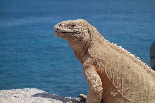 Image of Santa Fe Land Iguana