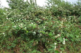 Image of Himalayan blackberry