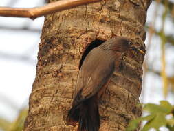 Image of Chestnut-tailed Starling