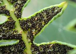 Image of Marsh Fern