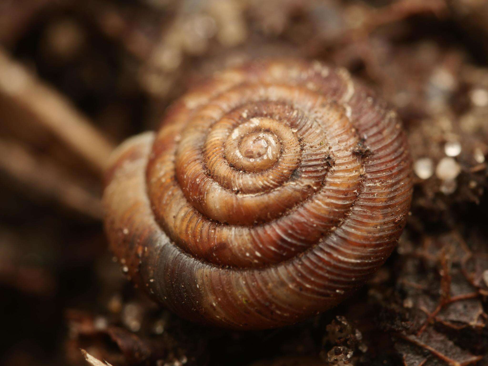 Image of rounded snail